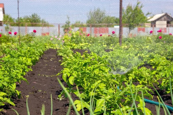 土豆的亩产量,一般能达到3000-5000斤左右