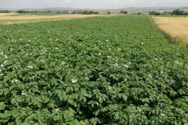 土豆的亩产量,一般能达到3000-5000斤左右