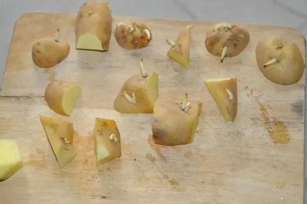 土豆的亩产量,一般能达到3000-5000斤左右