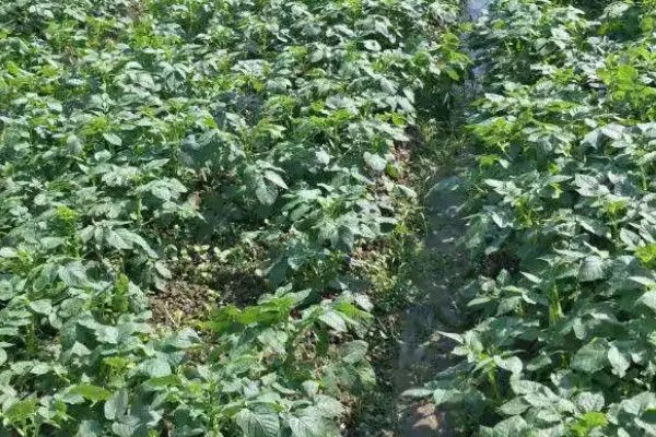 土豆的亩产量,一般能达到3000-5000斤左右