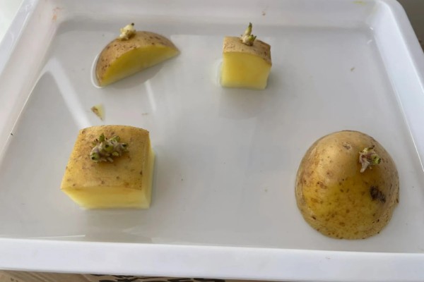 土豆的亩产量,一般能达到3000-5000斤左右