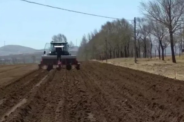 土豆的亩产量,一般能达到3000-5000斤左右