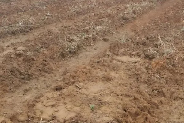 土豆的亩产量,一般能达到3000-5000斤左右