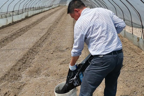 土豆的亩产量,一般能达到3000-5000斤左右