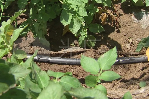 土豆的亩产量,一般能达到3000-5000斤左右