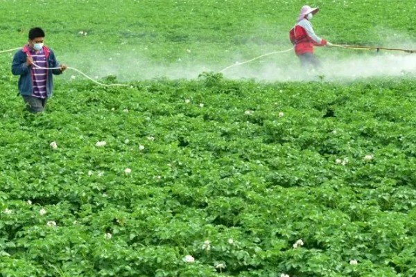 土豆的亩产量,一般能达到3000-5000斤左右