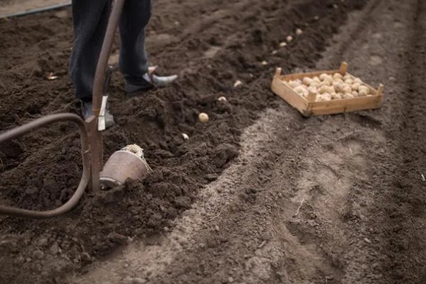 土豆的亩产量,一般能达到3000-5000斤左右