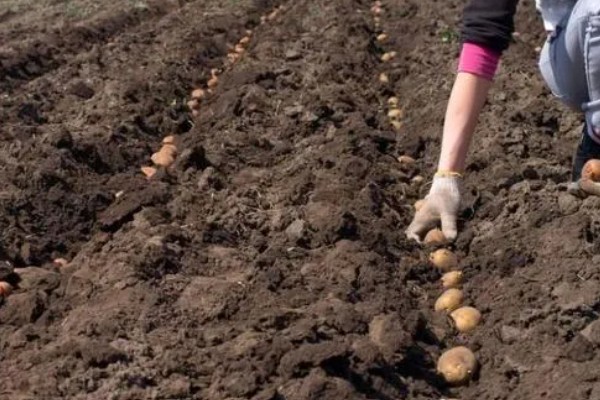 土豆的亩产量,一般能达到3000-5000斤左右