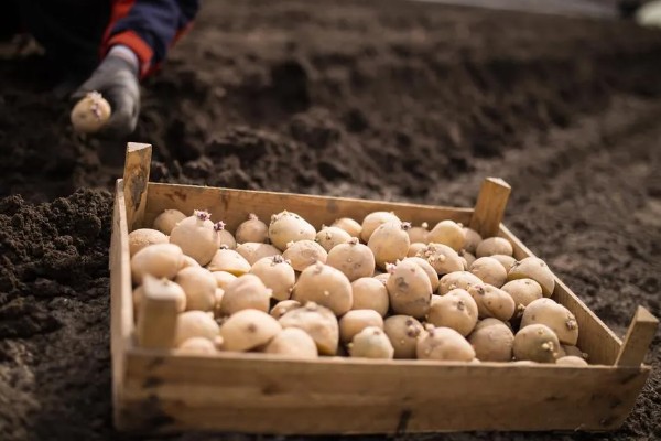 土豆的亩产量,一般能达到3000-5000斤左右