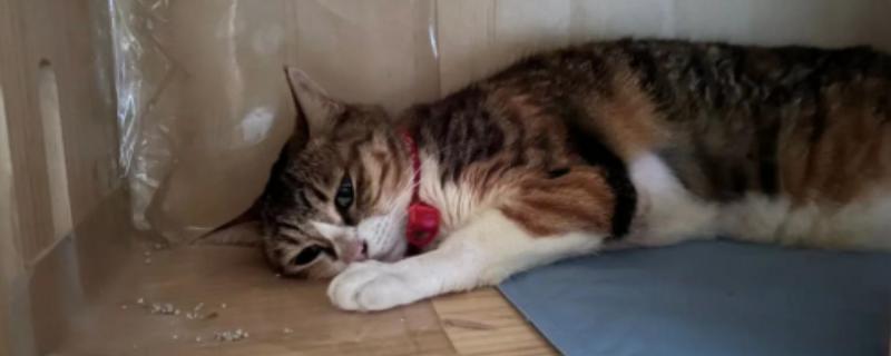 猫瘟的症状，具有发烧、食欲不振等表现