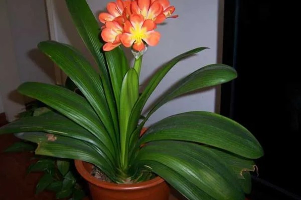 君子兰如何过冬,应及时移到室内养护