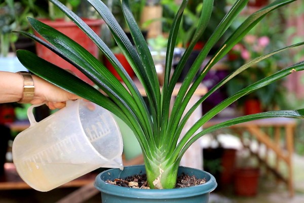 君子兰如何过冬,应及时移到室内养护