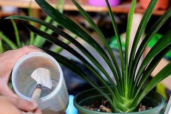 君子兰如何过冬,应及时移到室内养护