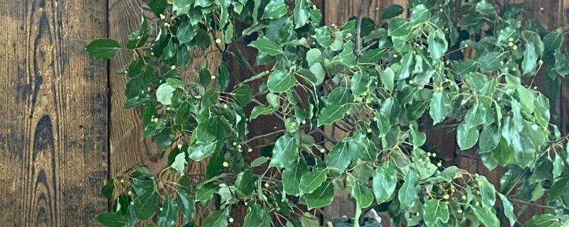 香樟树叶片发黄变焦如何处理，剪除黄叶和瘦弱的枝条并喷施多菌灵