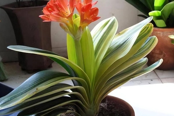 君子兰如何过冬,应及时移到室内养护