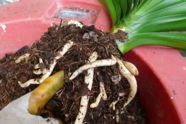 君子兰如何过冬,应及时移到室内养护