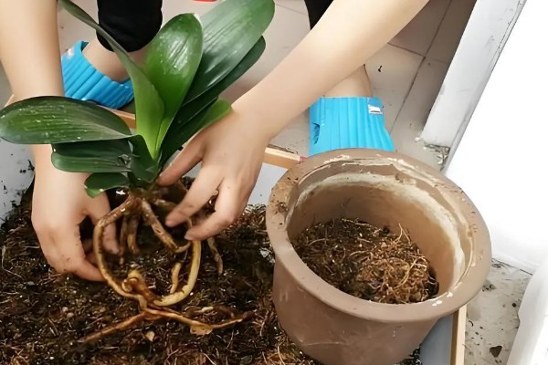 君子兰如何过冬,应及时移到室内养护