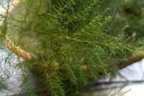 文竹叶尖发黄的原因，一般是过度浇水、光照过强等因素引起