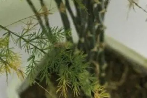 文竹叶尖发黄的原因，一般是过度浇水、光照过强等因素引起