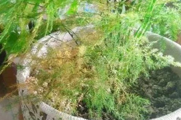 文竹叶尖发黄的原因，一般是过度浇水、光照过强等因素引起