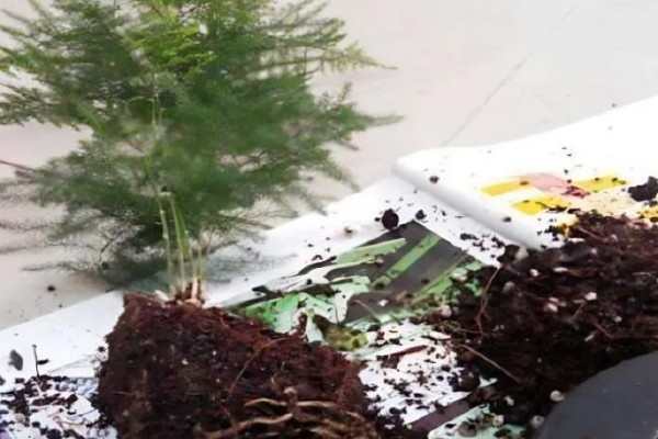 文竹叶尖发黄的原因，一般是过度浇水、光照过强等因素引起