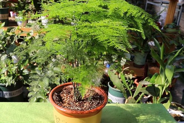 文竹叶尖发黄的原因，一般是过度浇水、光照过强等因素引起