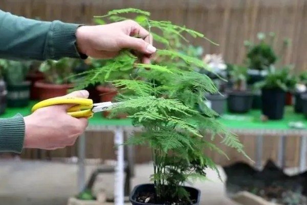 文竹叶尖发黄的原因，一般是过度浇水、光照过强等因素引起