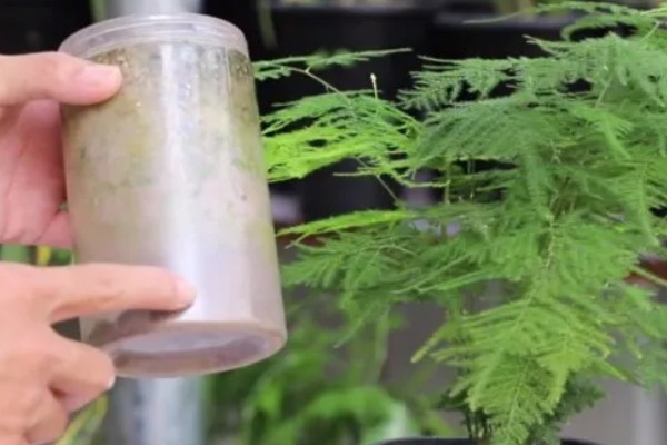 文竹叶尖发黄的原因，一般是过度浇水、光照过强等因素引起