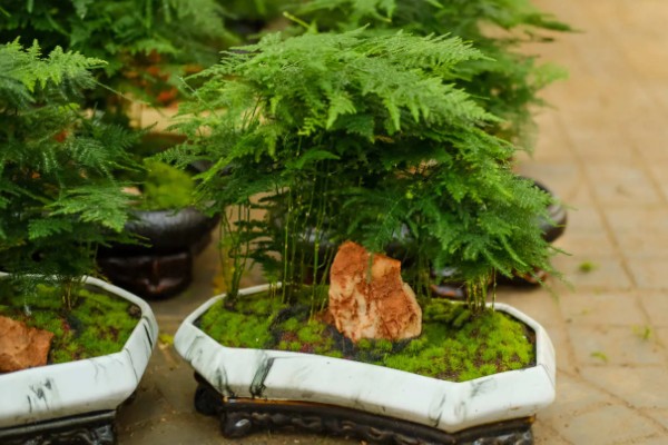 文竹叶尖发黄的原因，一般是过度浇水、光照过强等因素引起