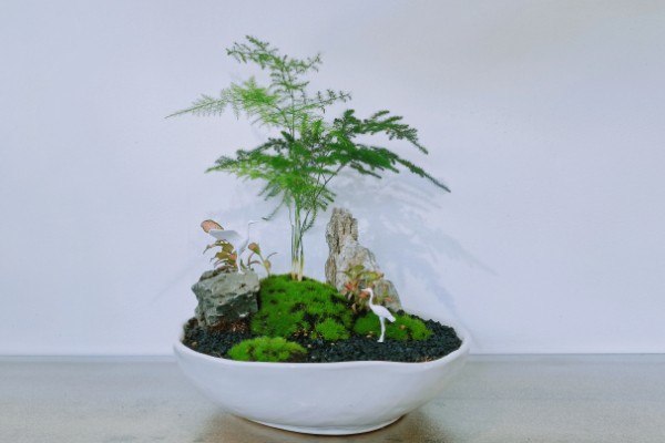 文竹叶尖发黄的原因，一般是过度浇水、光照过强等因素引起