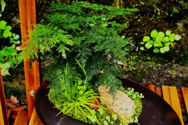 文竹叶尖发黄的原因，一般是过度浇水、光照过强等因素引起