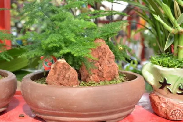 文竹叶尖发黄的原因，一般是过度浇水、光照过强等因素引起