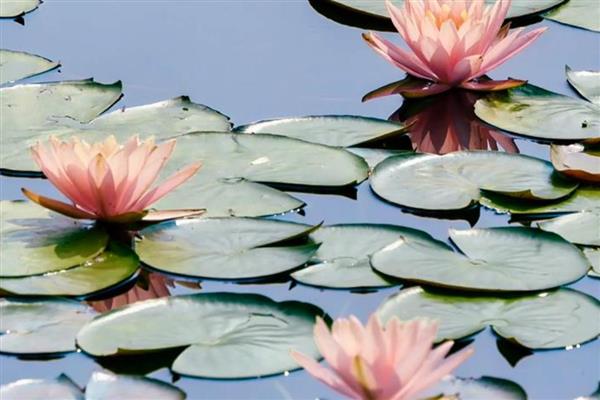 睡莲的外观,叶片呈卵形或椭圆形