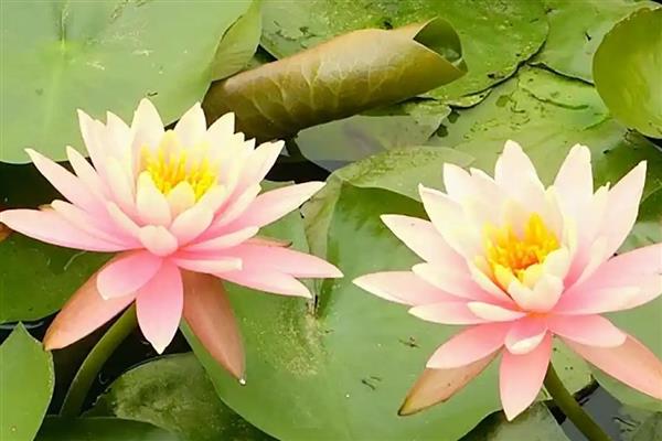 睡莲的外观,叶片呈卵形或椭圆形