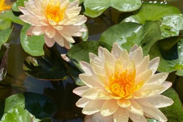 睡莲的外观,叶片呈卵形或椭圆形