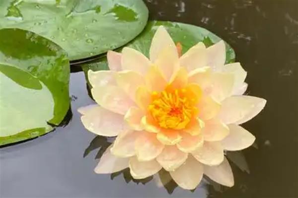 睡莲的外观,叶片呈卵形或椭圆形