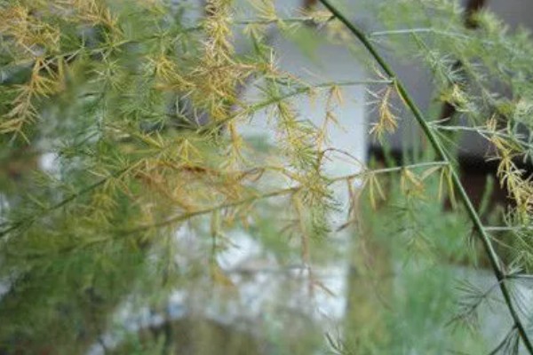 文竹叶尖发黄的原因，一般是过度浇水、光照过强等因素引起