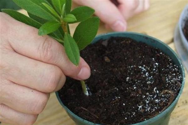 杜鹃扦插快速生根的方法，截取当年生的嫩枝作为插穗