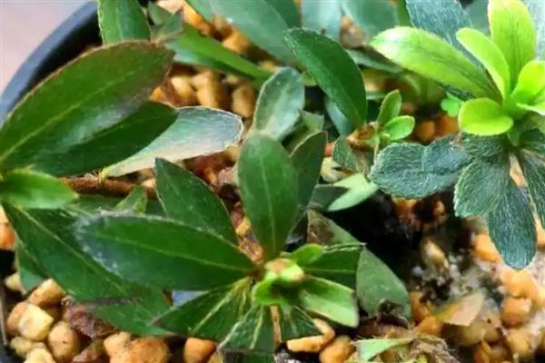 杜鹃扦插快速生根的方法，截取当年生的嫩枝作为插穗