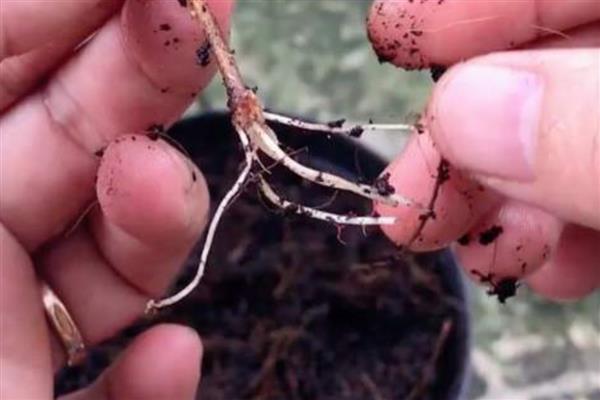 杜鹃扦插快速生根的方法，截取当年生的嫩枝作为插穗