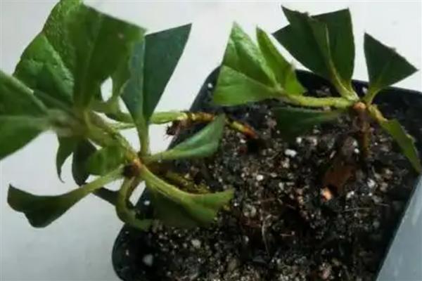 杜鹃扦插快速生根的方法，截取当年生的嫩枝作为插穗