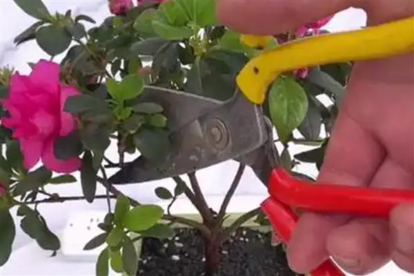 杜鹃扦插快速生根的方法，截取当年生的嫩枝作为插穗