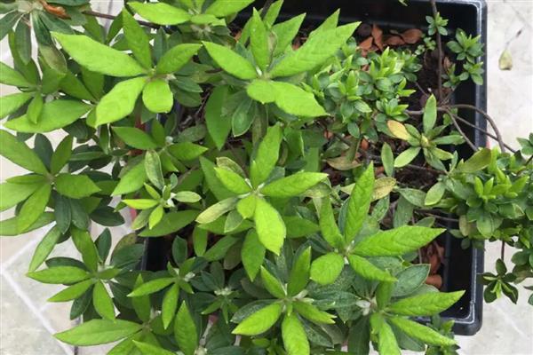 杜鹃扦插快速生根的方法，截取当年生的嫩枝作为插穗