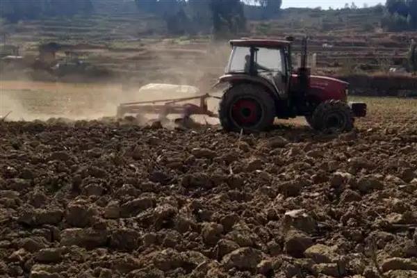 玉米如何种植,每亩地栽培5000株左右