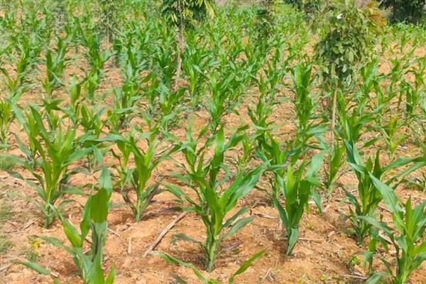 玉米如何种植,每亩地栽培5000株左右