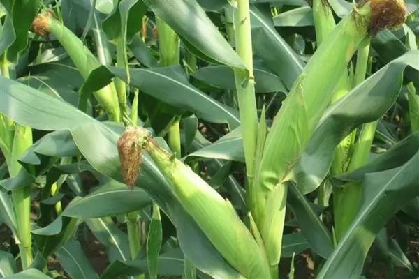 玉米如何种植,每亩地栽培5000株左右