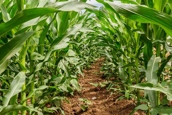 玉米如何种植,每亩地栽培5000株左右