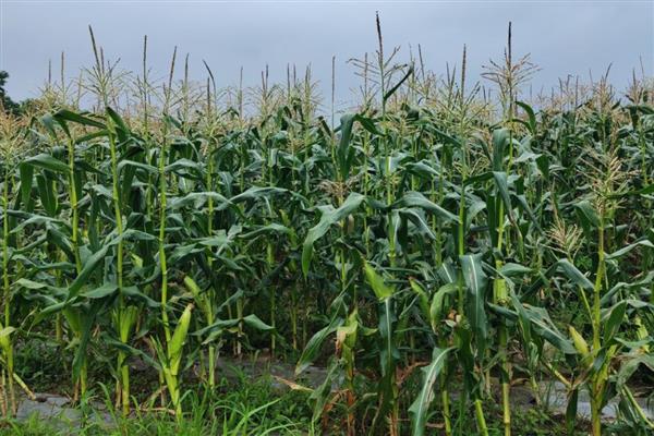 玉米如何种植,每亩地栽培5000株左右