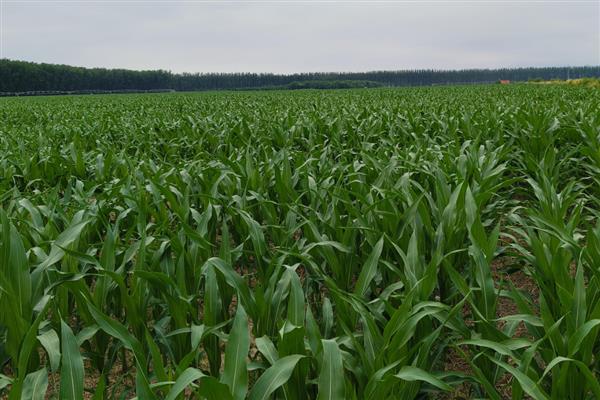 玉米如何种植,每亩地栽培5000株左右