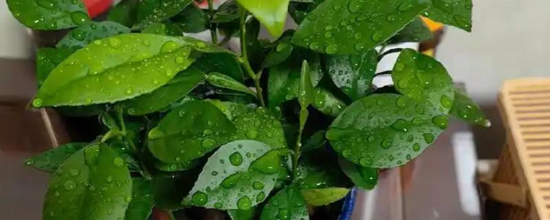 柚子树如何防冻，将其放在室内养护